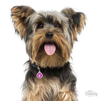 Hundetegn med ægte Swarovski sten