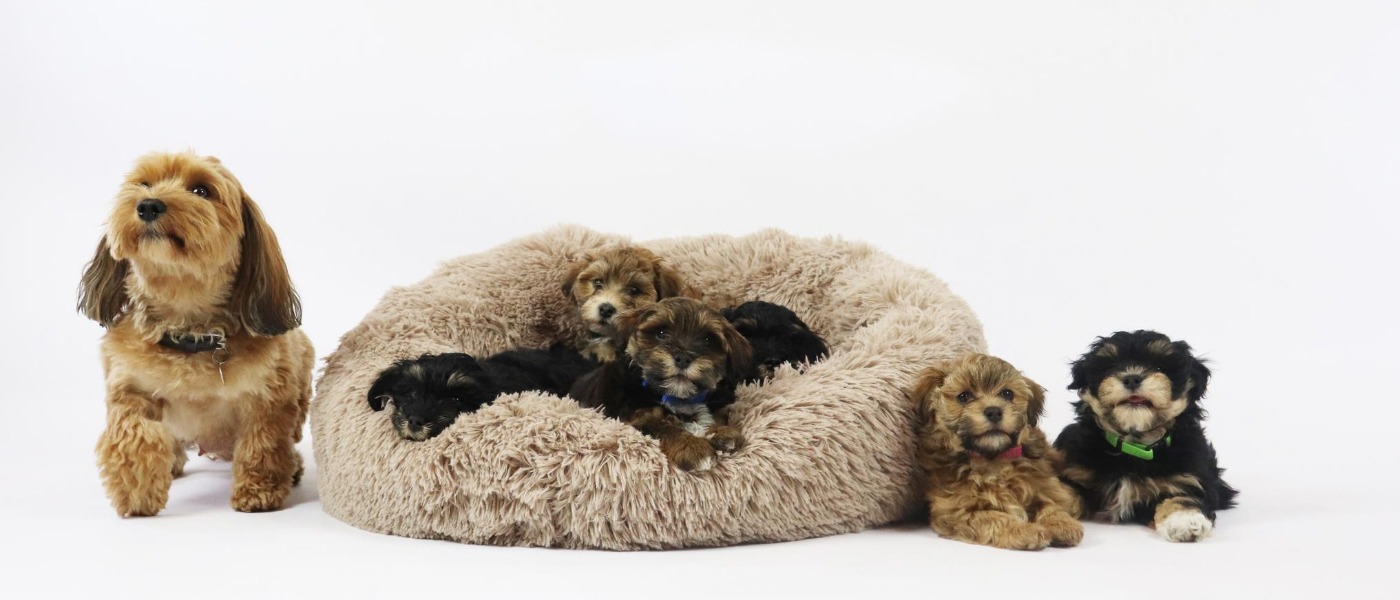 Banner_hvad_skal_min_hund_hedde