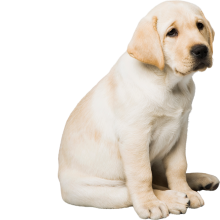 Lys sandfarvet hundehvalp sidder og ser trist ud