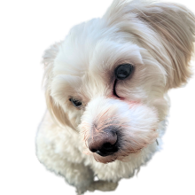 Lille hvid hund med tårestriber set oppefra