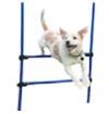 Hundesport / Agility