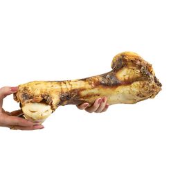 Jurassic bone | Okseben