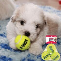 Kong mini tennisbold med squeaker | 3 stk