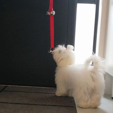 Dørklokke til hunde| Renlighedstræning