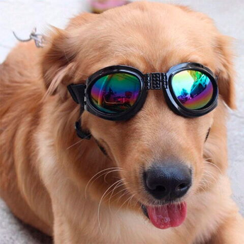 SportyDog hundesolbriller