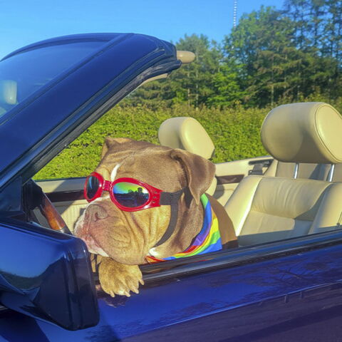 SportyDog hundesolbriller