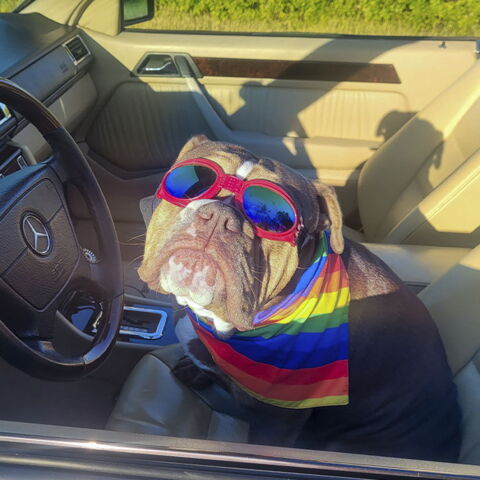 SportyDog hundesolbriller