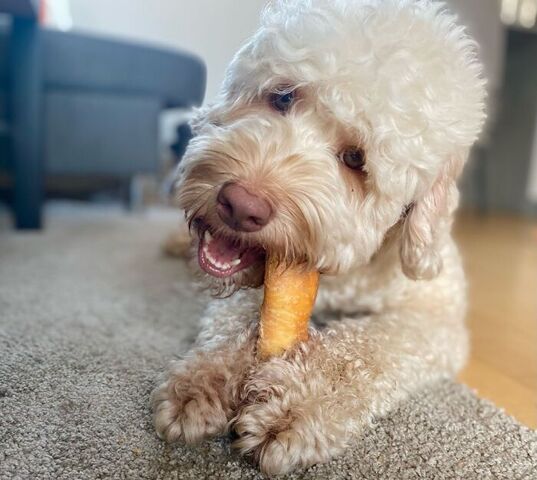 Denta Fun Big Roll m. Kylling