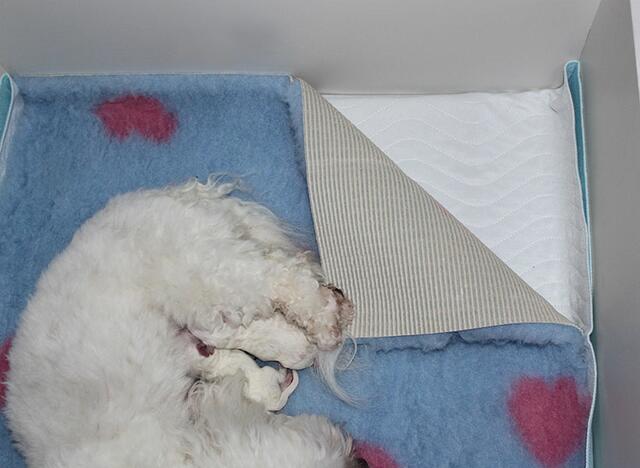 Ollipet vaskbart tisseunderlag | gode underlag i fødekassen