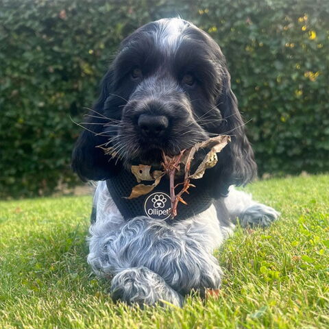 Ollipet sele og line sæt| Mesh | Bowie bruger str. S