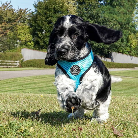 Ollipet sele og line sæt| Mesh | Bowie bruger str. S