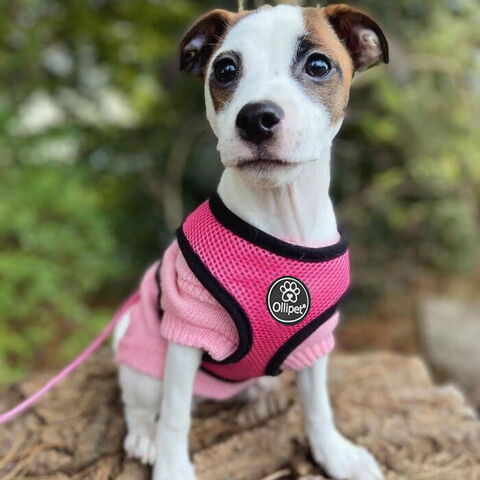 Ollipet sele og line sæt| Mesh