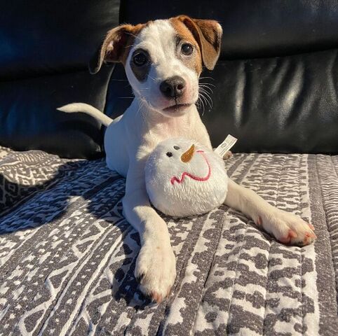 Sneholde | Hundebolde