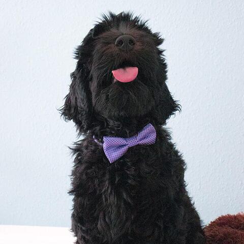 Lilla butterfly til hunde | Labradoodle