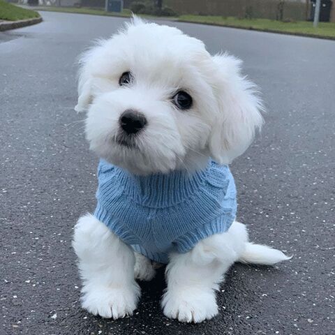 Hundepullover i strik