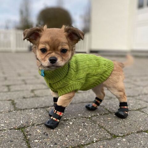 Hundepullover i strik