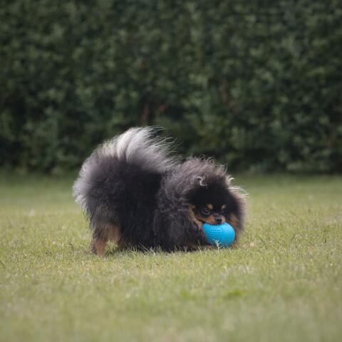 Roly Poly Snack æg | Trixie