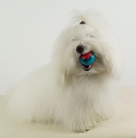 Kong Squeezz Action bold small