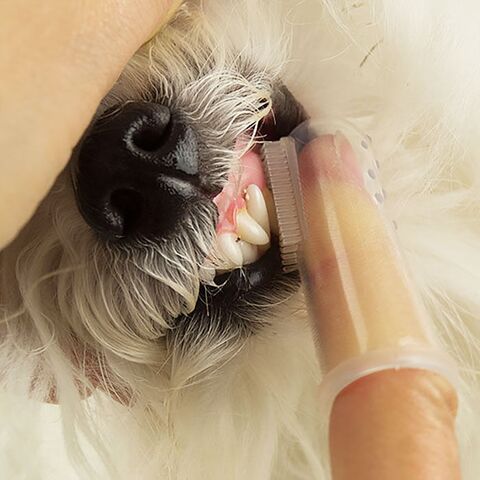 Silikone fingertandbørste til hunde