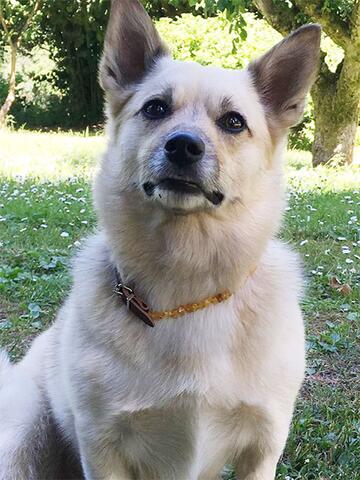 Ravhalsbånd mod utøj