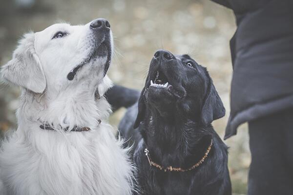 Ravhalsbånd mod utøj  | Med læderspænde