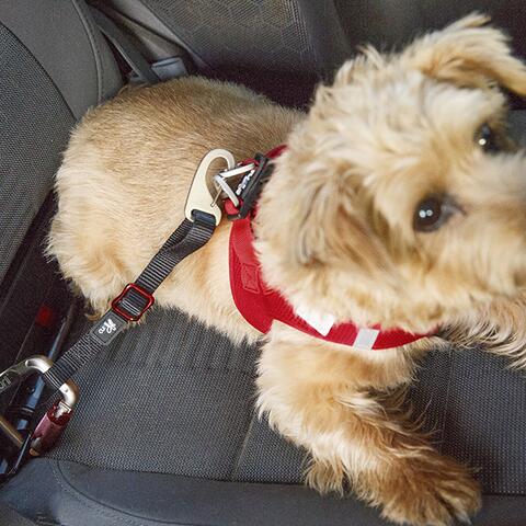 Curli Sikkerhedsbælte | bilsele