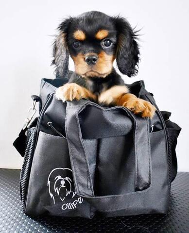 Ollipet groomingtaske → når tasken er pakket :-)