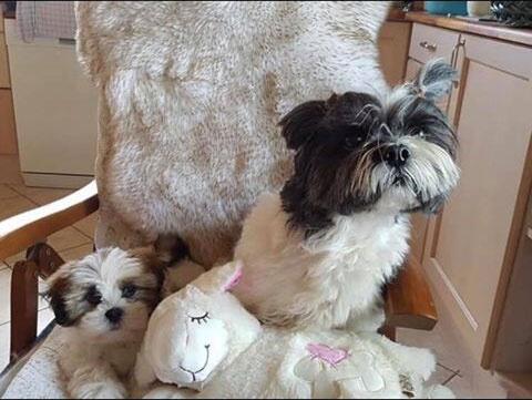 Little Buddy Får med hjertelyd | All For Paws