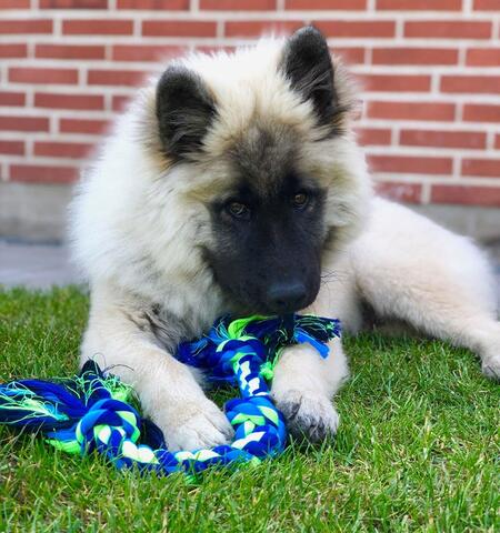 Buster Colour Dental Rope 3 knuder