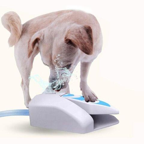 Chill Out | All for Paws