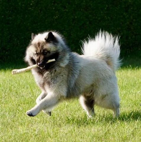 Bøffelhale fra Trixie