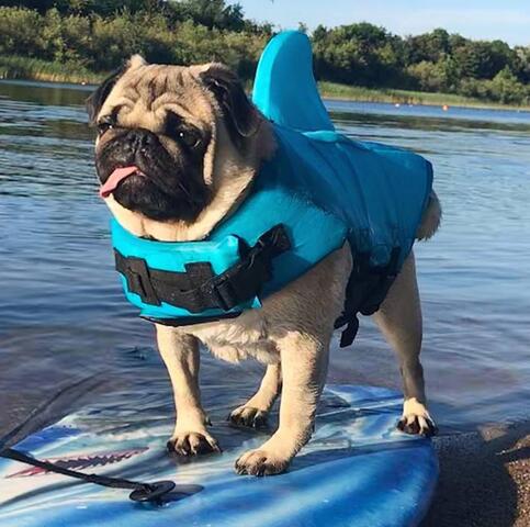 Hajredningsvest  | Shark