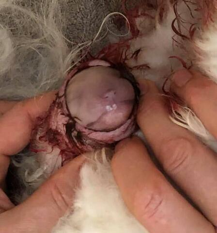 Anvend Bovivet Gel glidecreme, når hvalpen fødes