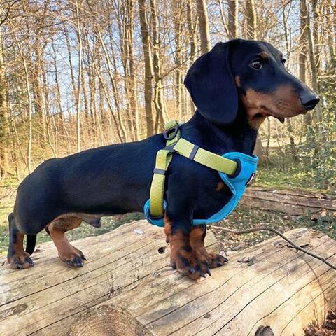 True Love Step in sele | Turkis/Lime | Odji Gravhund