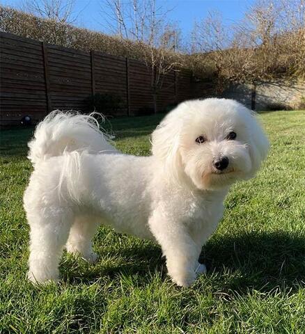 Coton klippet med en 19 mm wahl afstandskam