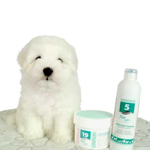 No. 5 Whitening Shampoo | BEA Natur | coton de tulear hvalp