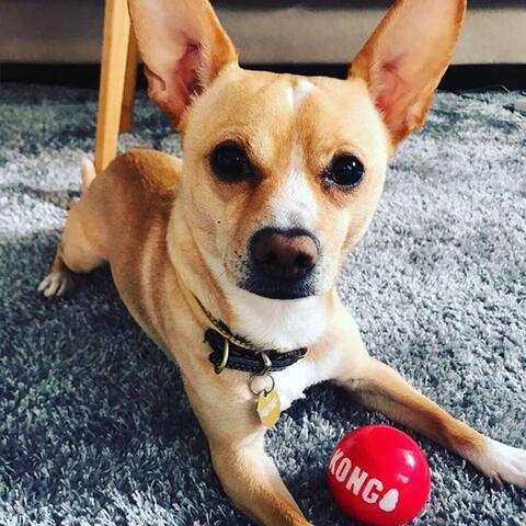 KONG Signature Balls