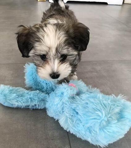 Easter Bunny | Stampe