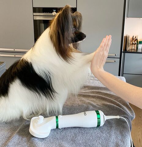 Pet Grooming Dryer | Efter grooming