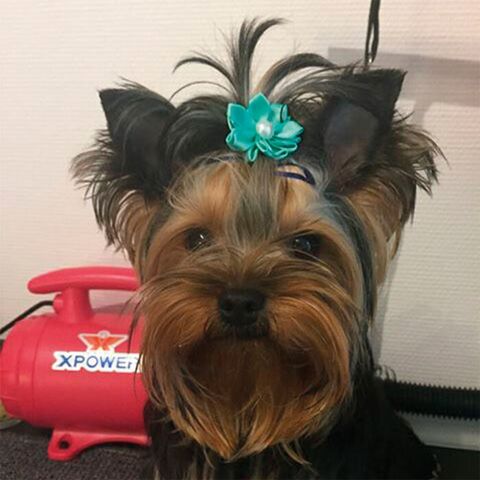 Ollipet Silkeblomst med perle