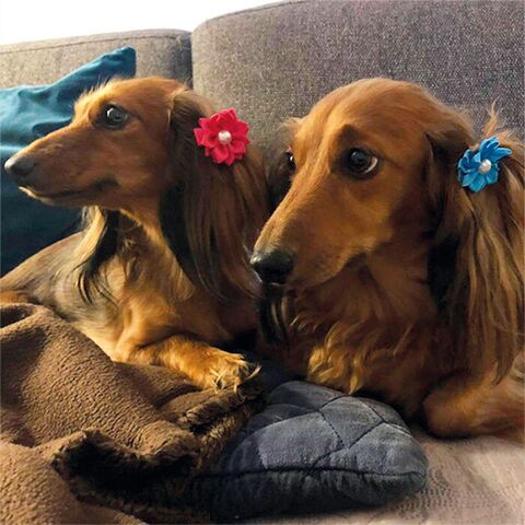 Ollipet Silkeblomst med perle