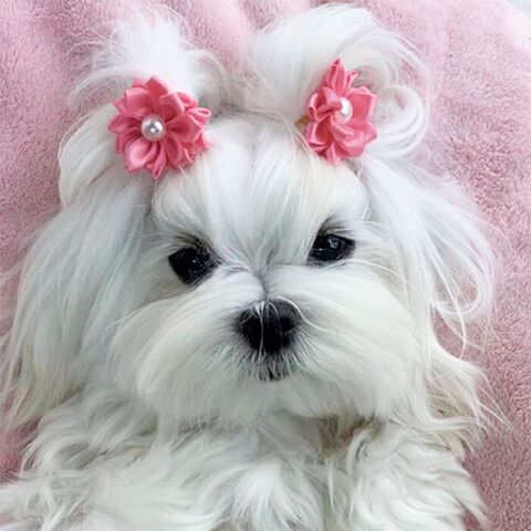 Ollipet Silkeblomst med perle