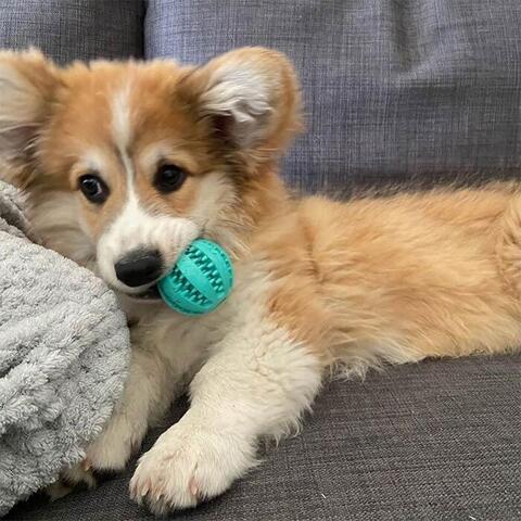 Mintfresh Dental bold | Turkis | tandrensende | 5 cm