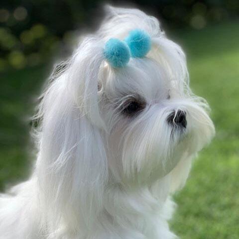 Ollipet Pompom hårpynt