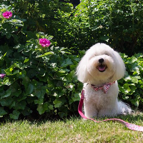 Ollipet City halsbånd/linesæt | Lyserød blomst - Sally bærer str. X-small