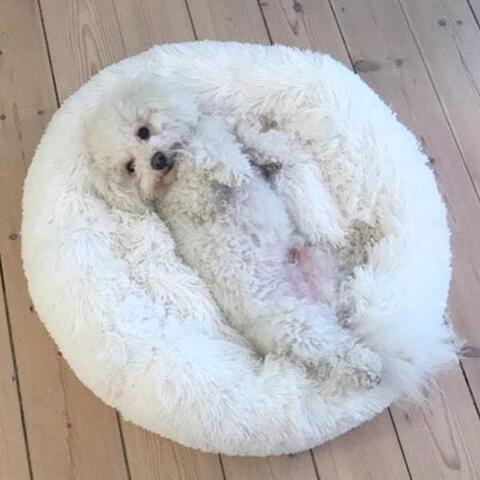 Billede fra en glad kunde | Alex Bichon Bolognese | ligger i en 60 cm