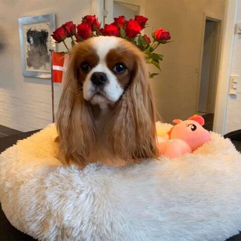 Billede fra en glad kunde: Tina Nygaard. Lulu en Cavalier King Charles i en 60 cm