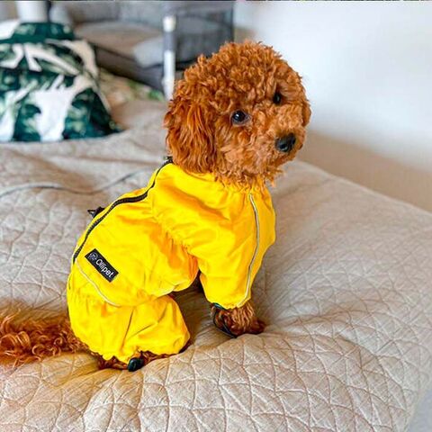 Ollipet regndragt | Color Collection I Gul I Tidligere logo