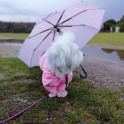 Ollipet regndragt | Til en våd gåtur I tidligere logo