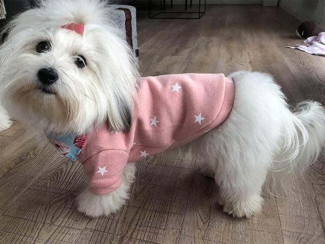 Hundebluse med stjerner | Fashion Paris | Str L